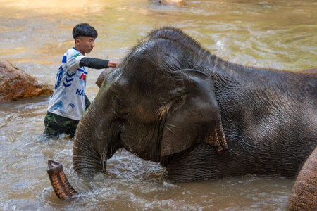 Asian elephants with is mahout bathing in a river at a rehabilitation center in the Chinag Mai region of Thailand.のeditorial素材