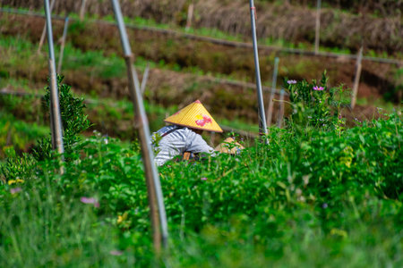Thai farmers on a hillside farm in the northern Thai countrysideの写真素材