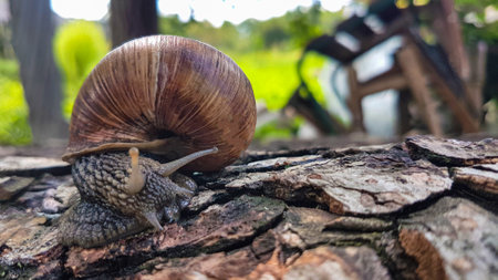 Snail crawling on the bark of a tree in the garden.の写真素材