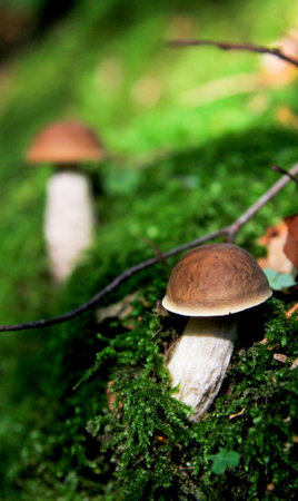 Two aspen mushrooms in dense green moss with clover leavesの写真素材