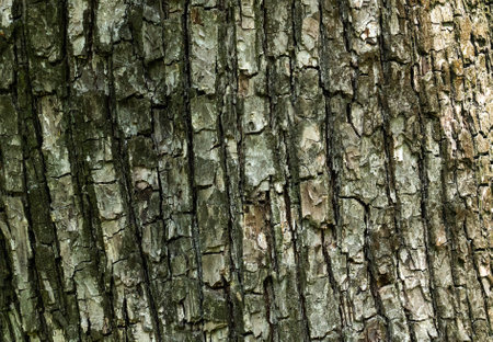 Texture of dark cracked tree bark