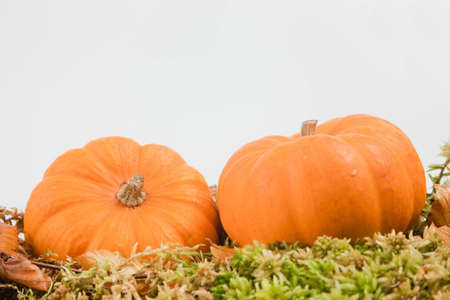 Two pumpkins on green moss against a white background