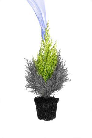 water bringing a dead tree back to lifeの写真素材