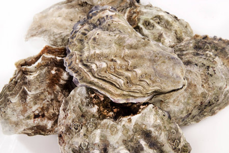 Fresh oysters in their shell against white