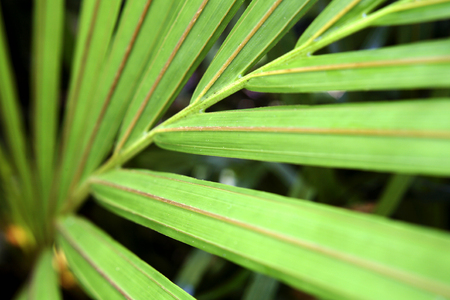 Palm leaves backgroundの写真素材