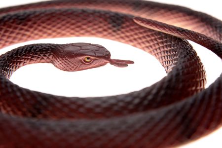 Plastic snake coiled over white background