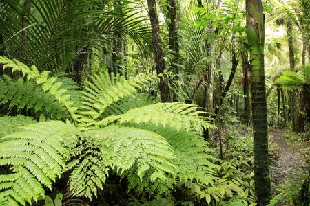 Tropical forest