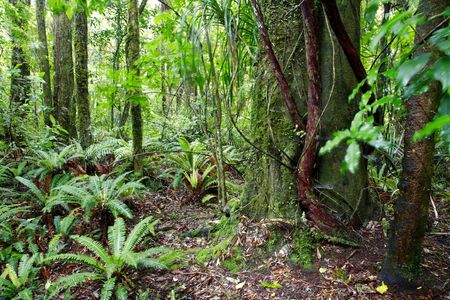 Tropical forest