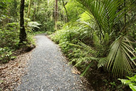 Trail inside tropical forest