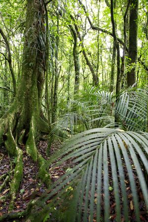 Lush green dense tropical forest