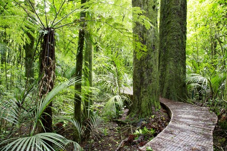 Boardwalk in lush green tropical forestの写真素材