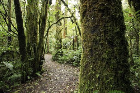 Walking trail in New Zealand tropical forest 