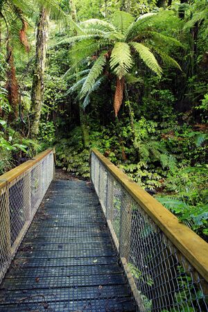 Walking trail in New Zealand tropical forest 