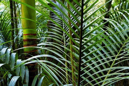 Tropical forest jungle, natural background