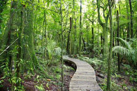Walking trail in New Zealand tropical forest の写真素材