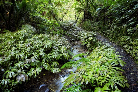 Lush New Zealand tropical forest 
