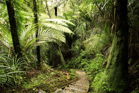 Trail in lush green tropical forest