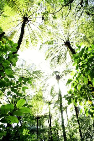 Looking up at forest canopy