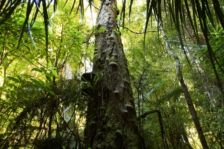 Large tree towering in forestの写真素材