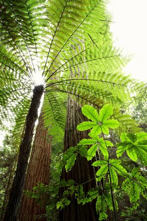 Looking up through leaves in forestの写真素材