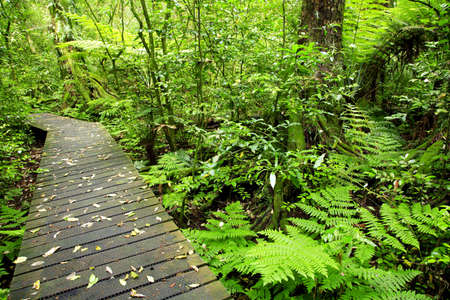 Boardwalk in tropical forest