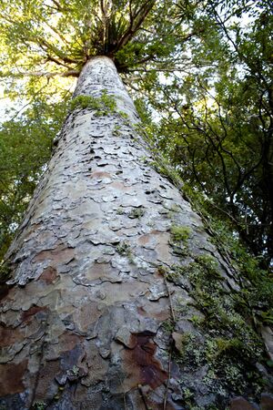 Big Kauri treeの写真素材