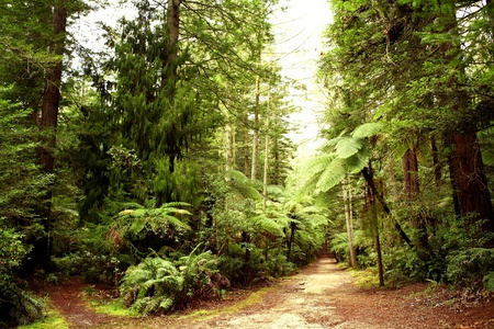 Trail in forest