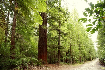 Walking trail in forest