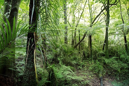 Lush foliage in tropical jungle