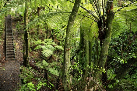 Forest