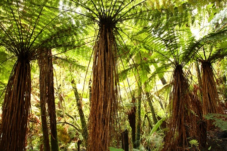 Forestの写真素材