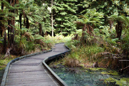 Boardwalk in forest