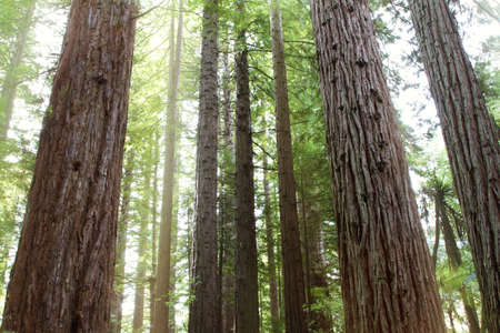 Tree trunks in Redwood forest