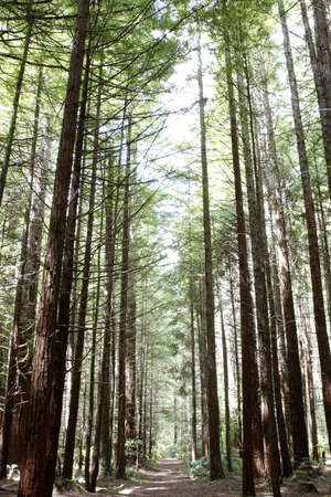 Trail in Redwood forest