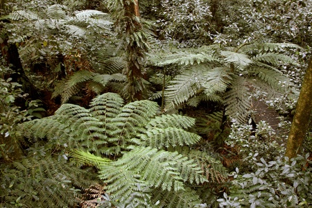 Lush green tropical jungle forest 