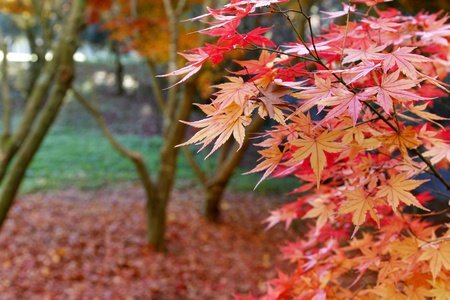 Leaves turning red on branch in Autumnal forestの写真素材