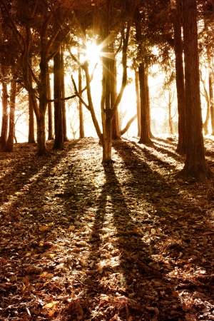Sun shining in forestの写真素材