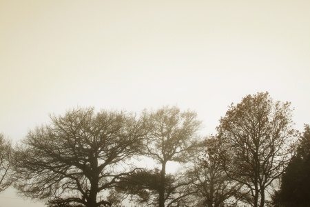 Trees in fog  Copy spaceの写真素材