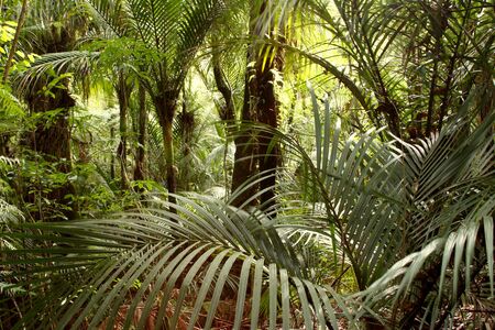 Lush foliage in tropical jungleの写真素材