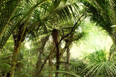Lush foliage in tropical jungleの写真素材