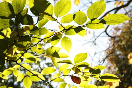 Sun shining through leaves in forest