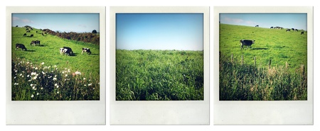 Rural scenes, North Island, New Zealand