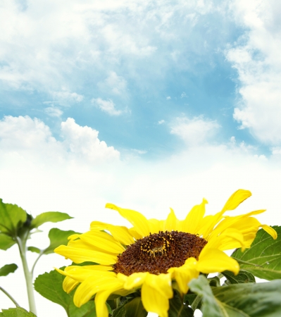 Closeup of sunflower. Blue sky in backgroundの写真素材