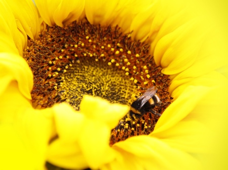 Bumble bee in middle of sunflowerの写真素材