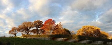 Leaves changing color on autumn trees