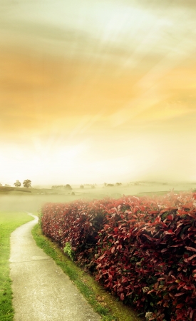 Pathway leading into distance  Copy spaceの写真素材