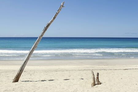 Driftwood stuck in sand at beachの写真素材
