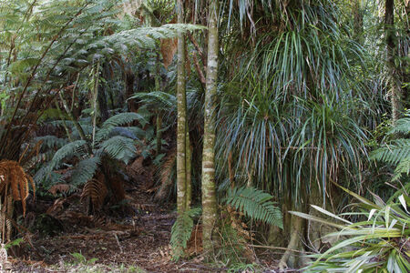 New Zealand tropical jungle forest