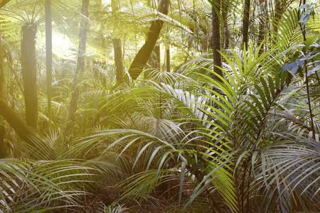 Sunlight shining in tropical jungleの写真素材