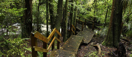 Walkway leading to bridge over stream